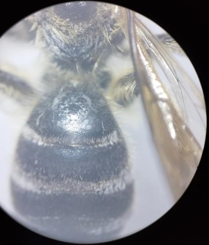 Halictus quadricinctus